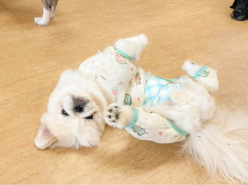 涼風 あき