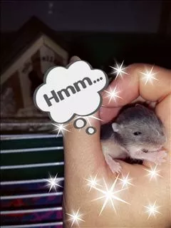 桃瀬 百華