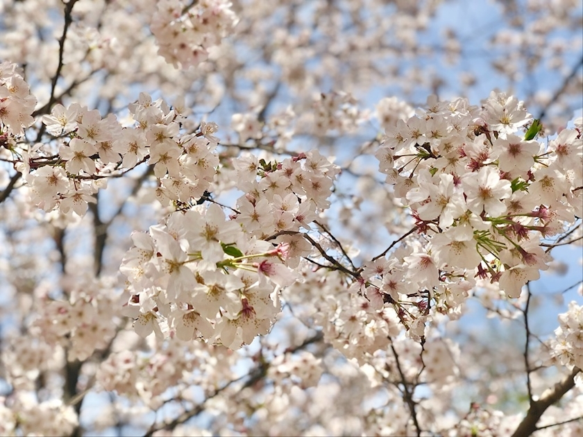 華