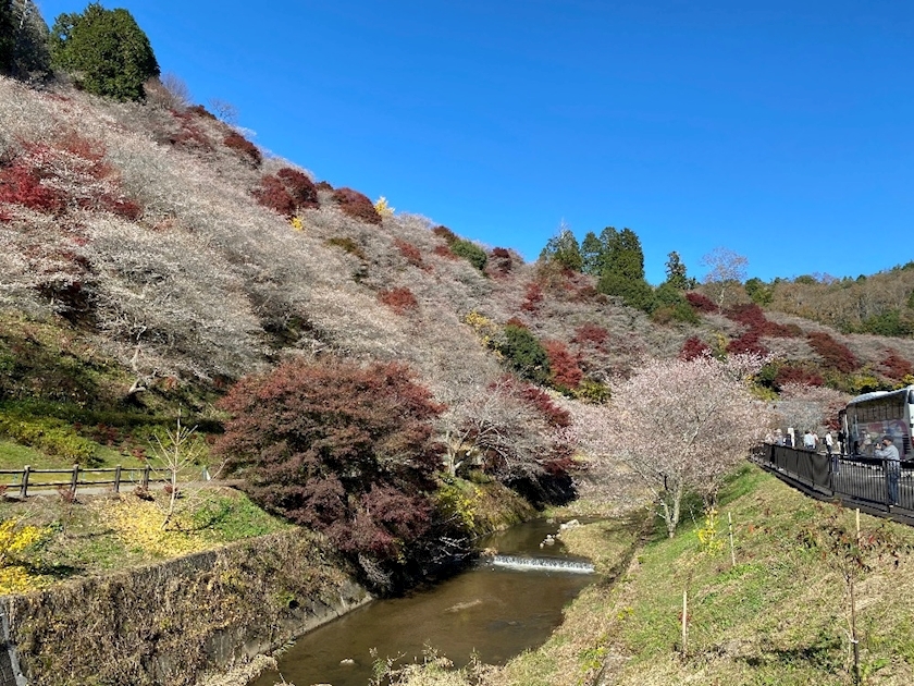 ほのか