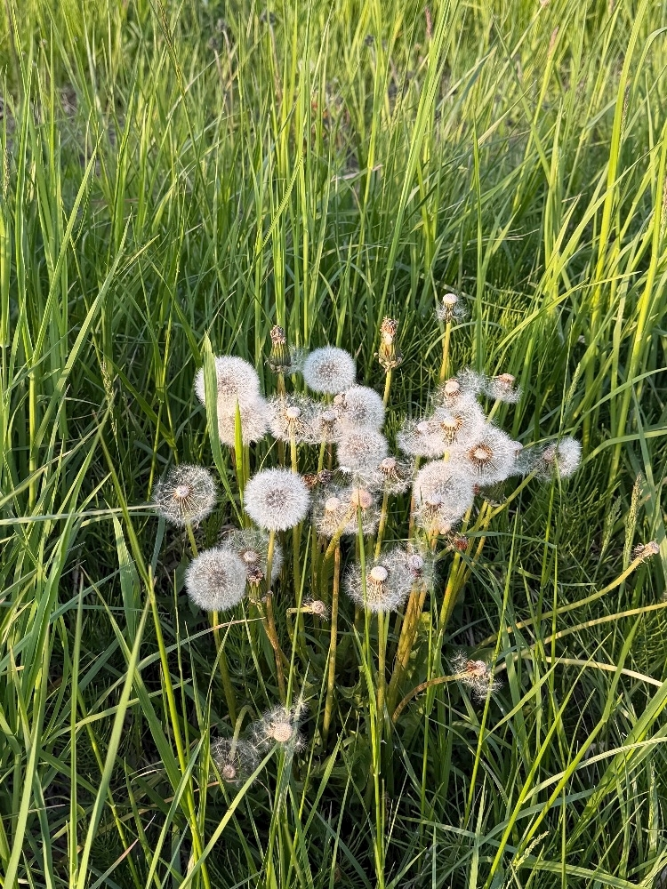 緑 四葉