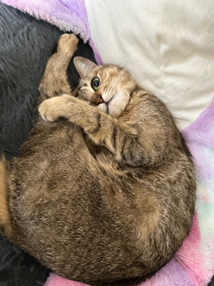ユズ