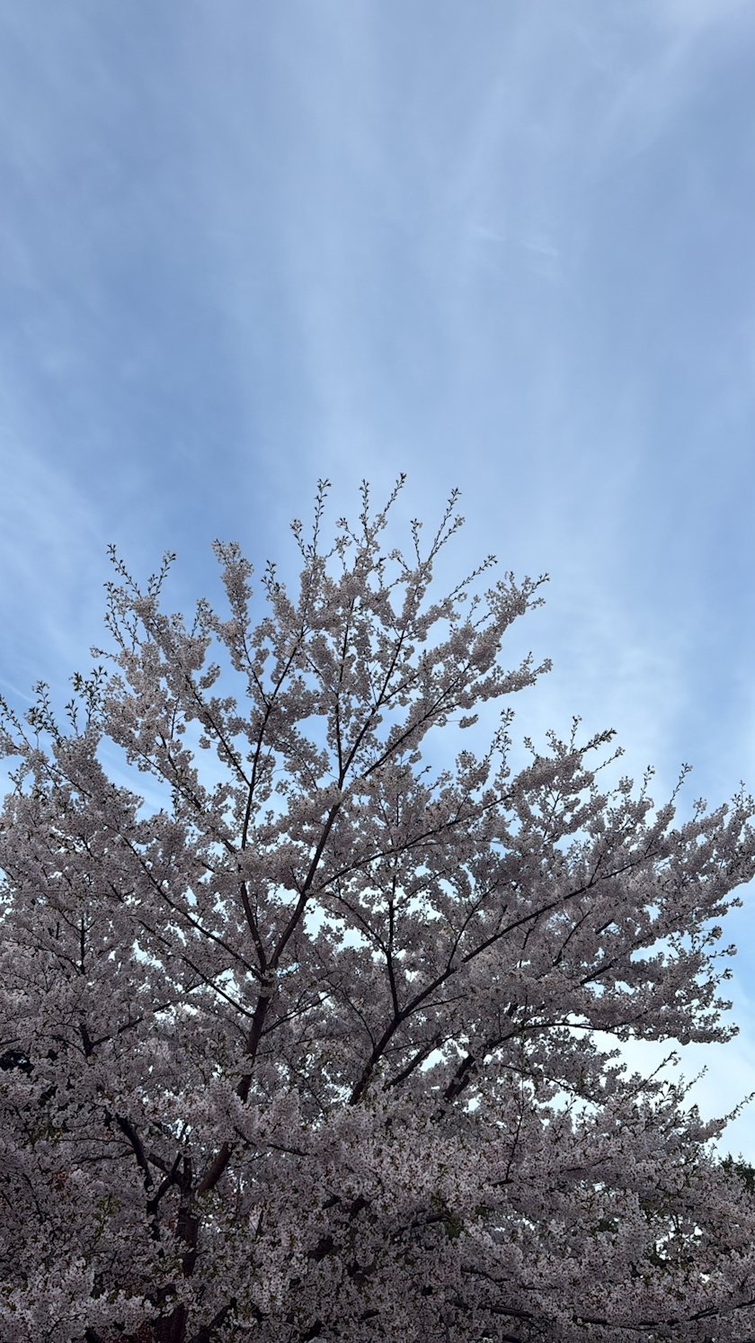 七星 ゆめ