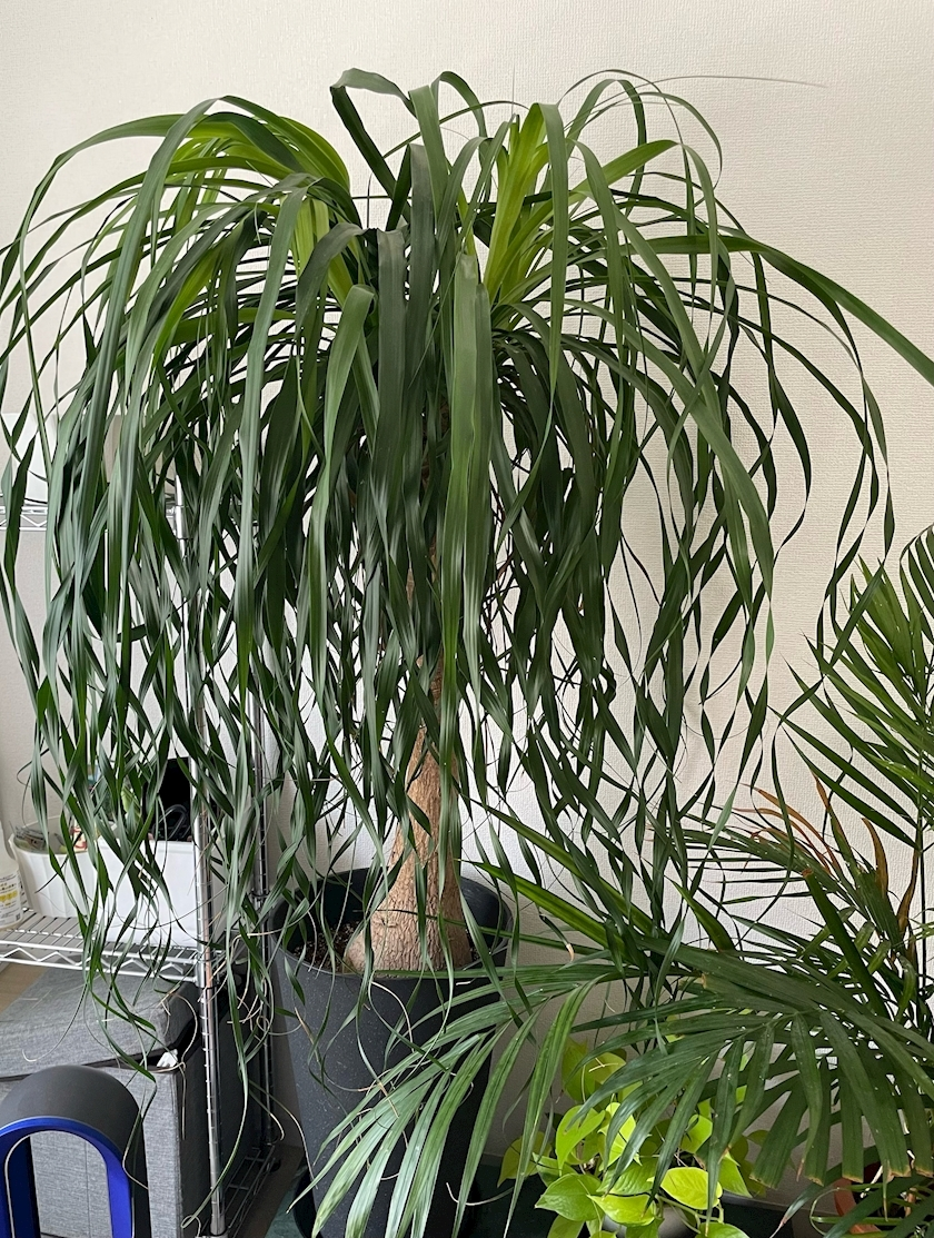 水城 百合