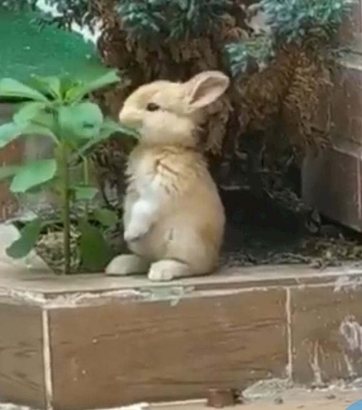 まこと