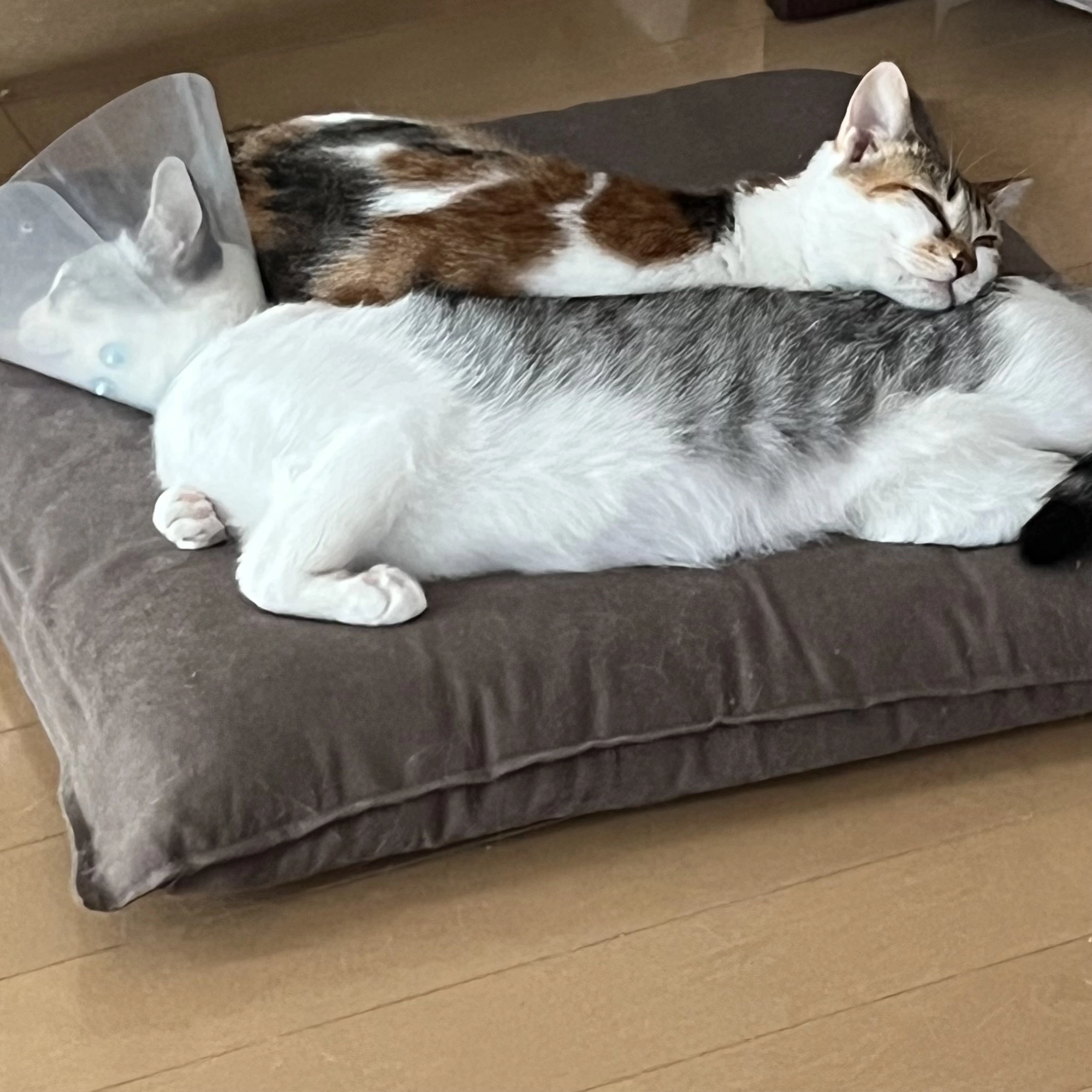 とあ