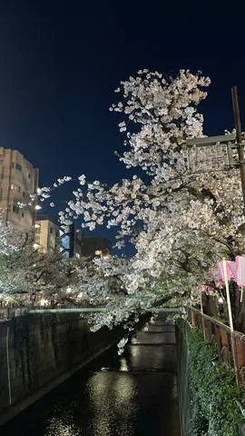ナナ