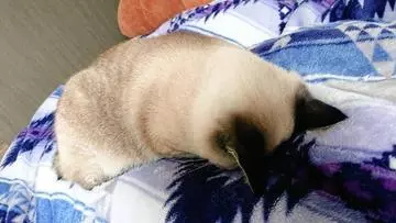 ひな
