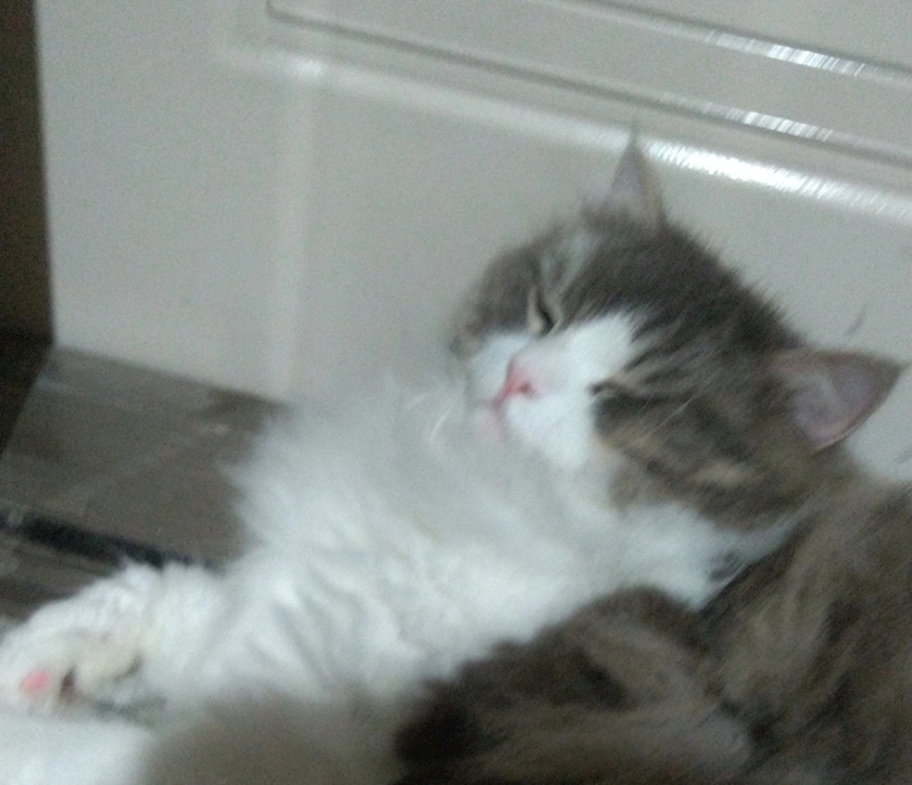レナ