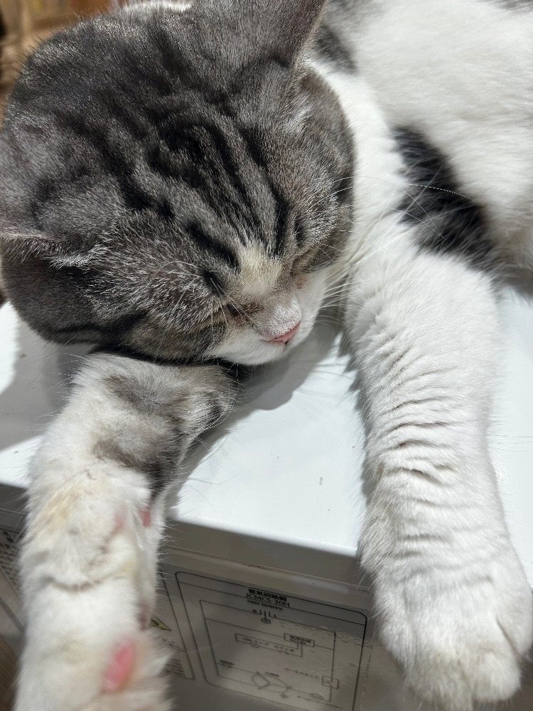 かんな