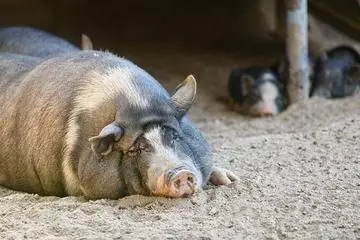 北乃 アリス
