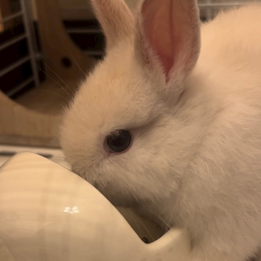 セナ