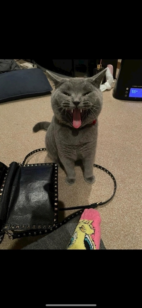 佐倉 里緒