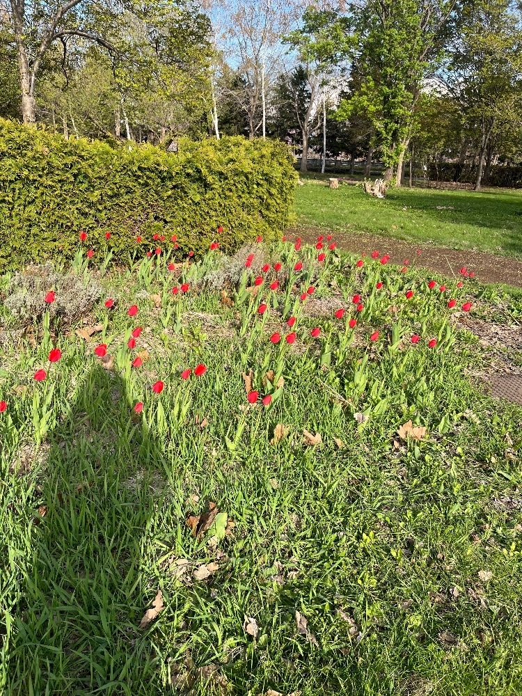 桜井 ここみ