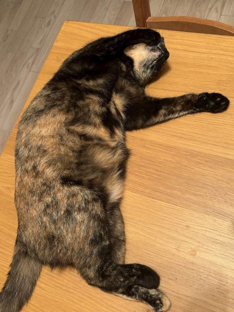 藤花 ゆの