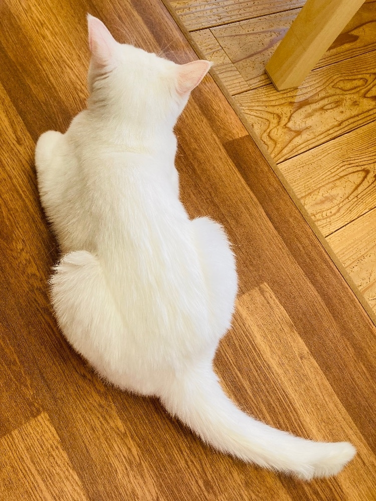 甘眠冠  しの