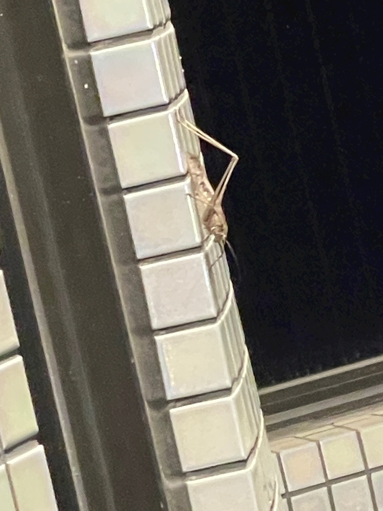 まいか