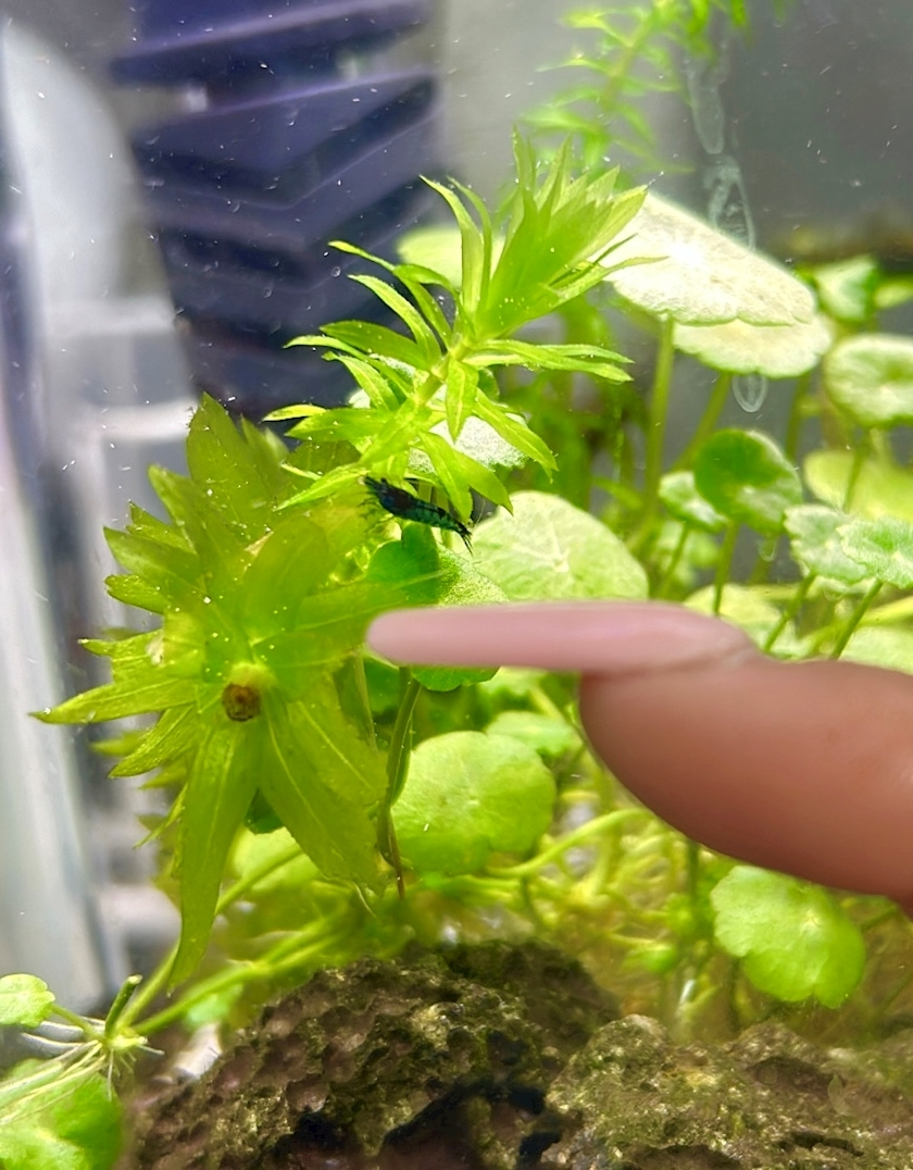 ナミ
