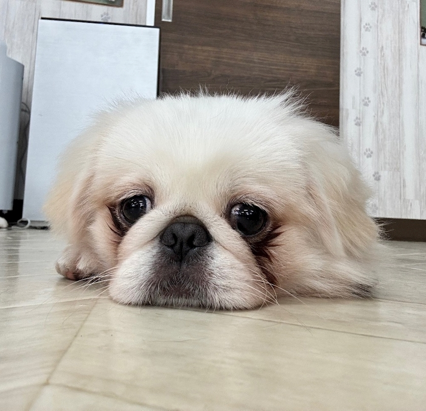 結城 かなの