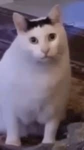 うづき ふうか