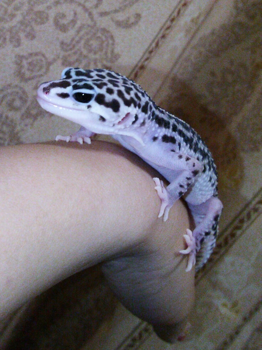 あゆ