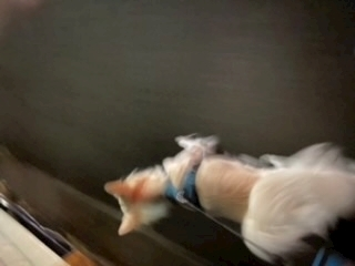 京 さゆみ