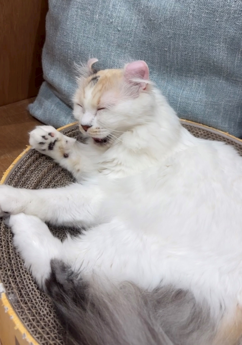 ミユ