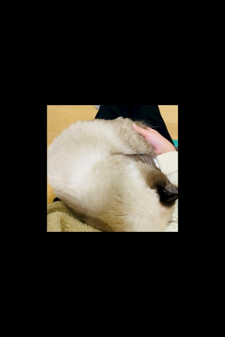 甘眠冠  しの