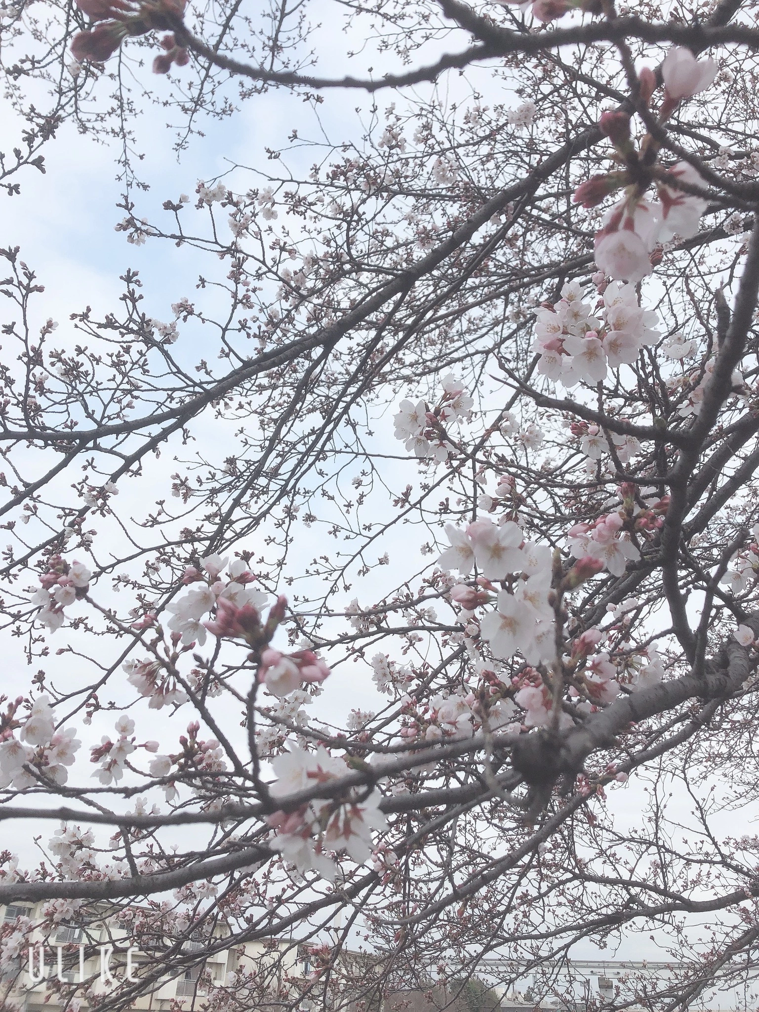 えり