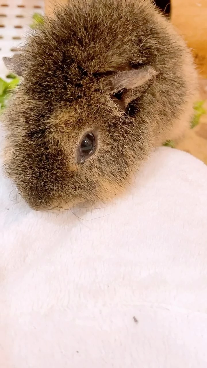 お茶の水うらん