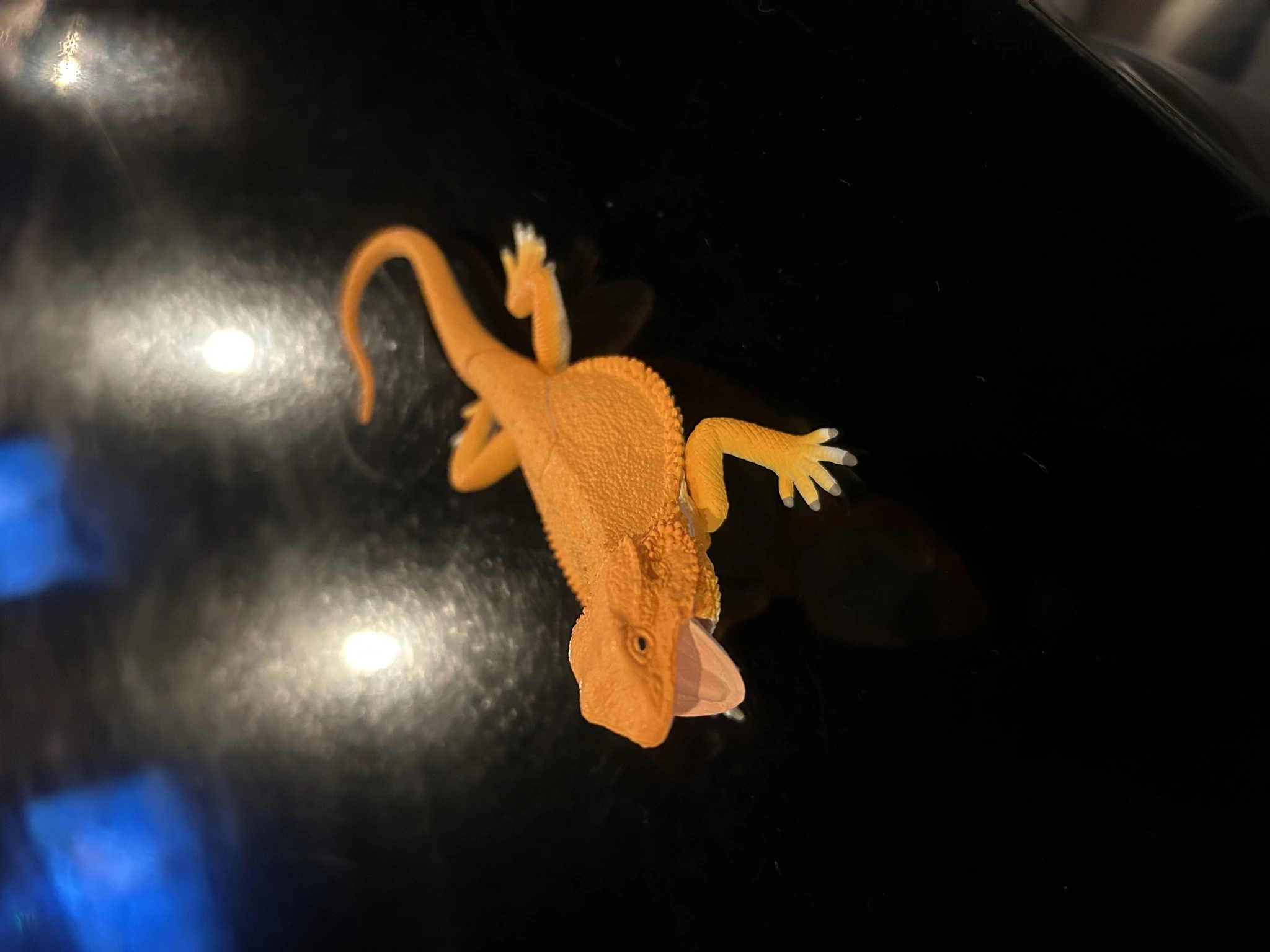 ツキ