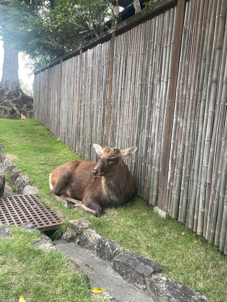 愛沢 あき