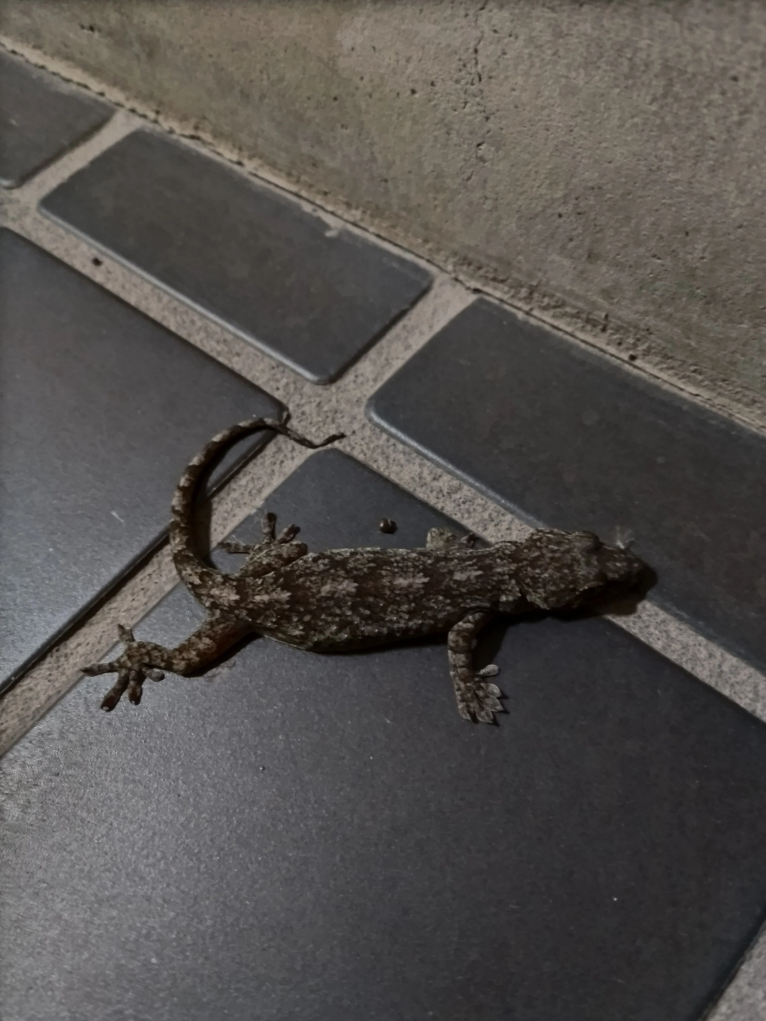 あんず