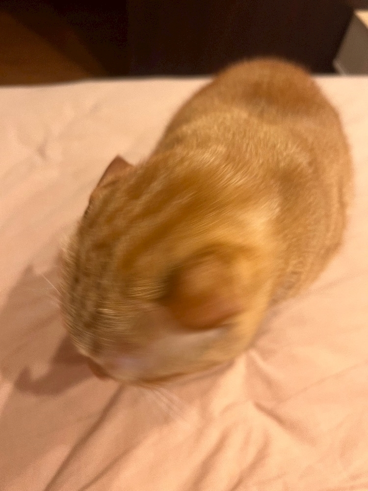 あおい