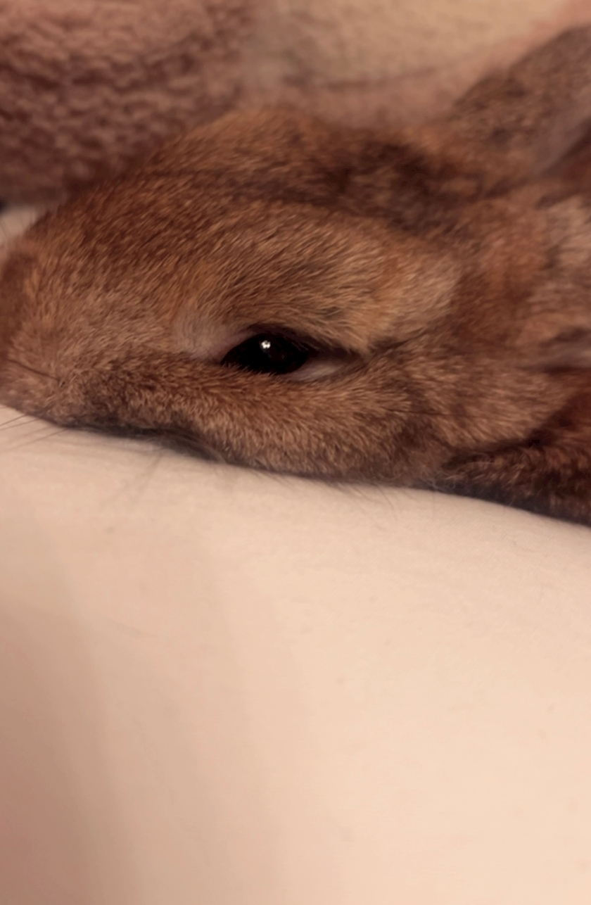 セナ