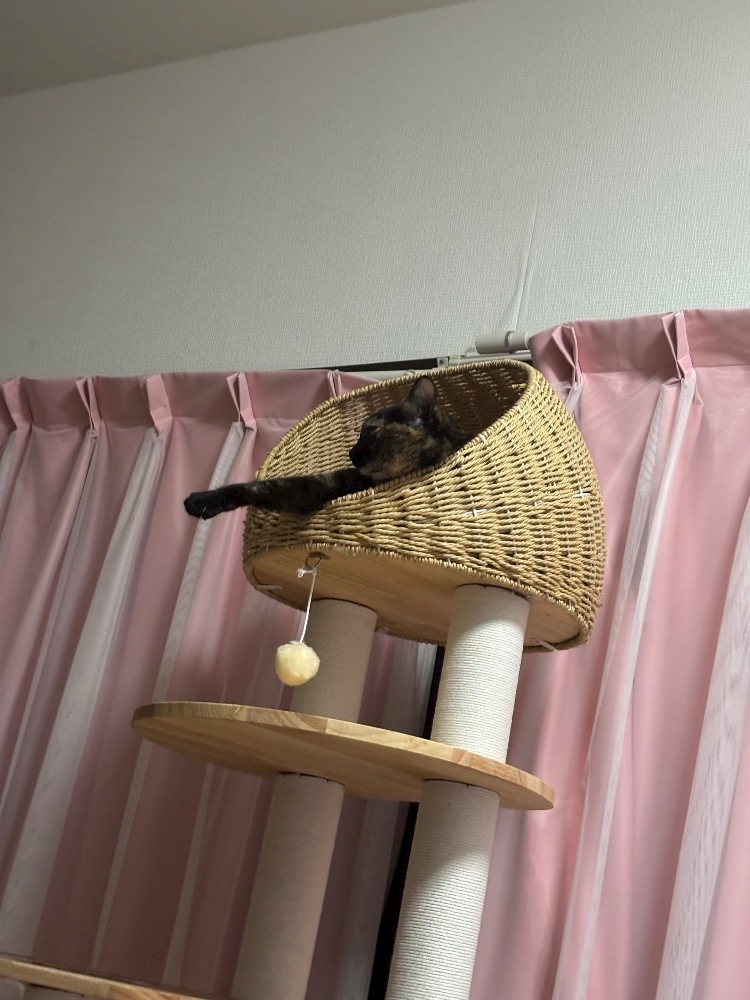 藤花 ゆの