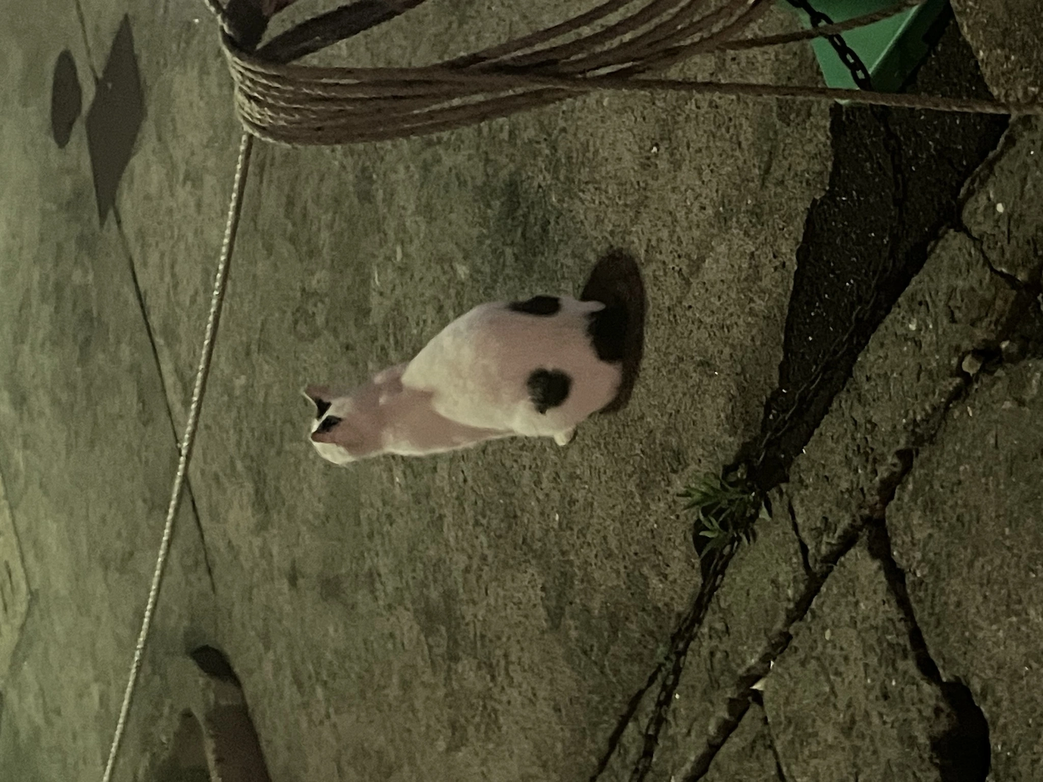 ミク