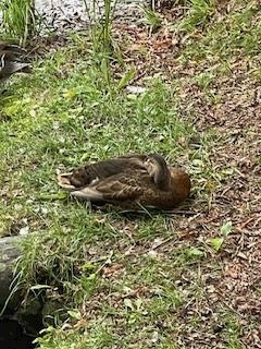 成海 まお