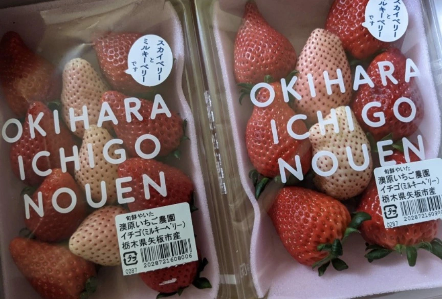 五条 椿