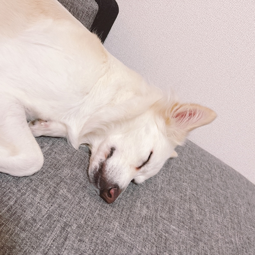京 さゆみ