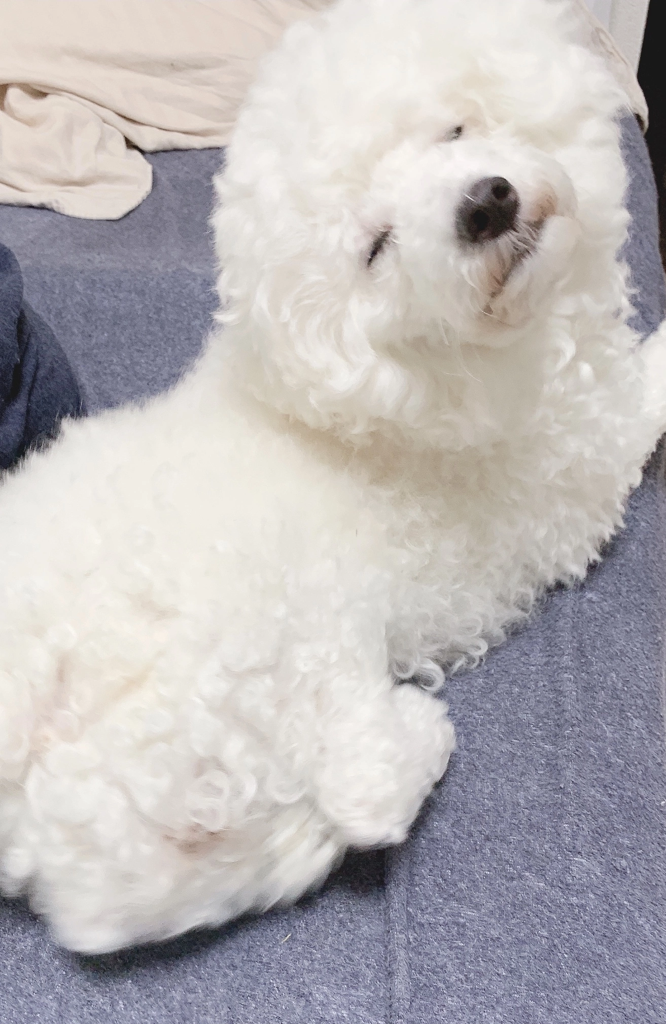 ヤシの木 ここな