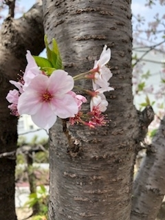 渚 みどり