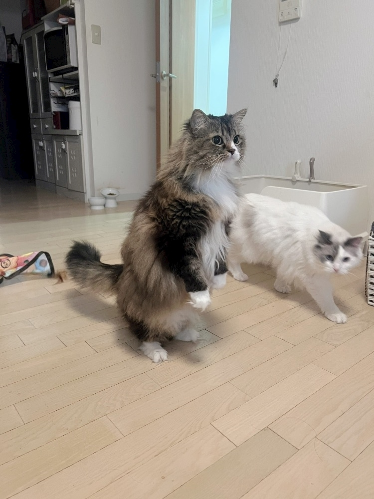 雛咲 のあ