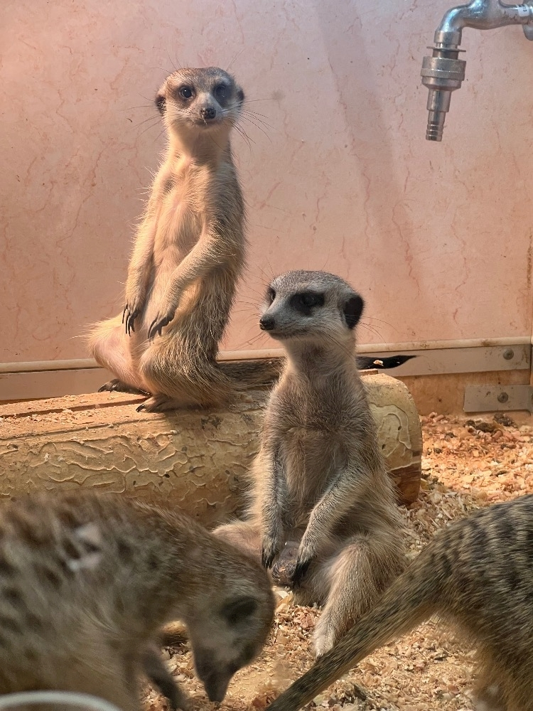 あこ
