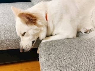 京 さゆみ