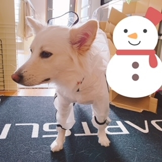京 さゆみ