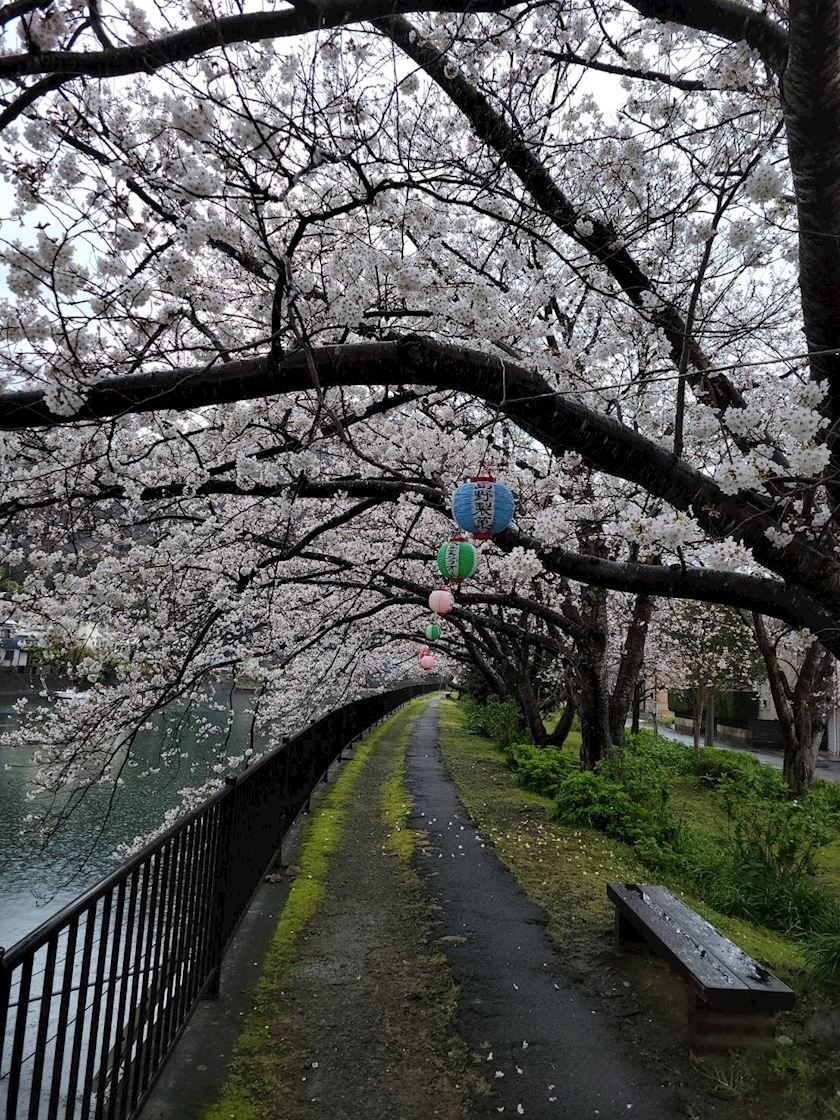 一条 ふうか