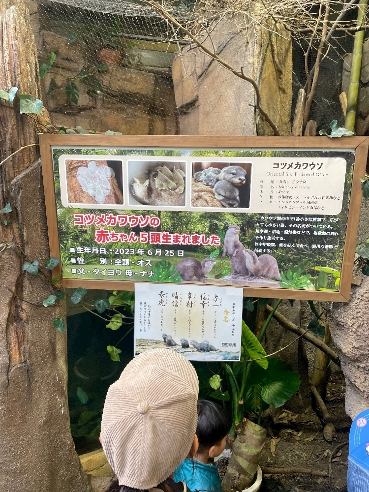 一ノ瀬 くるみ