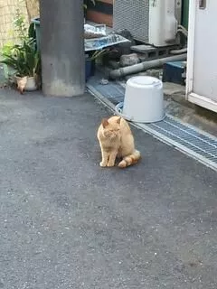愛羽 仁美