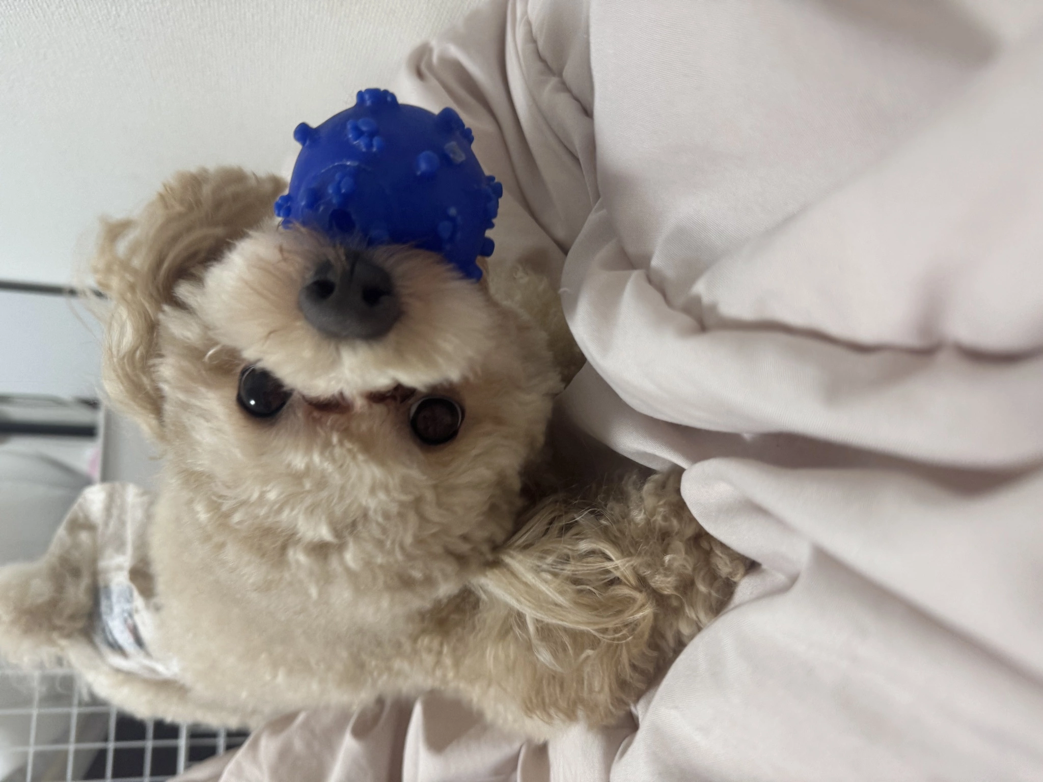 にこる